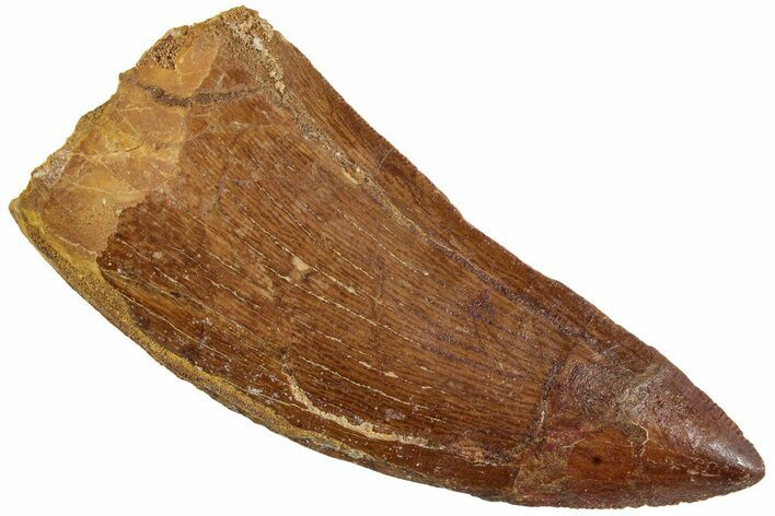 Fossil Carcharodontosaurus Tooth - Real Dinosaur Tooth #234243